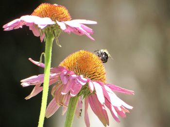 Close-up of bee pollinating on pink flower