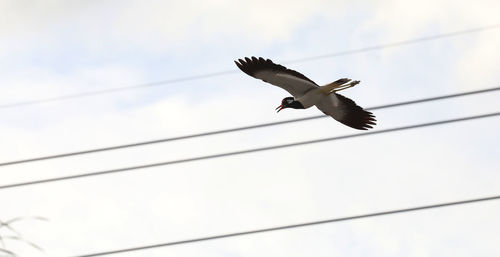 Low angle view of bird flying against sky