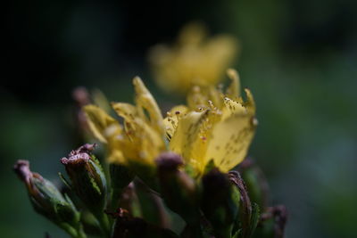 Close-up of pink flowers