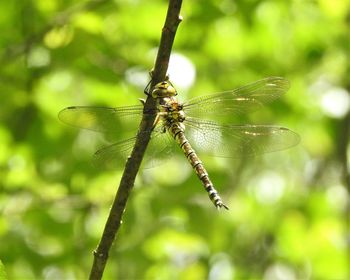 Close-up of dragonfly on leaf