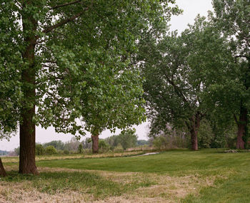 Trees on grassy field