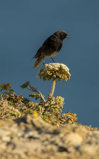 Bird perching on a plant