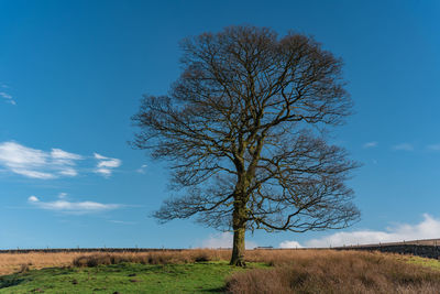 Bare tree on field against sky