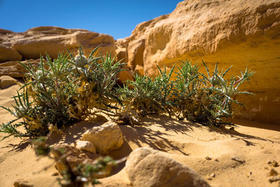 Plants growing in desert against clear sky