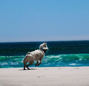 Dog on beach against blue sky