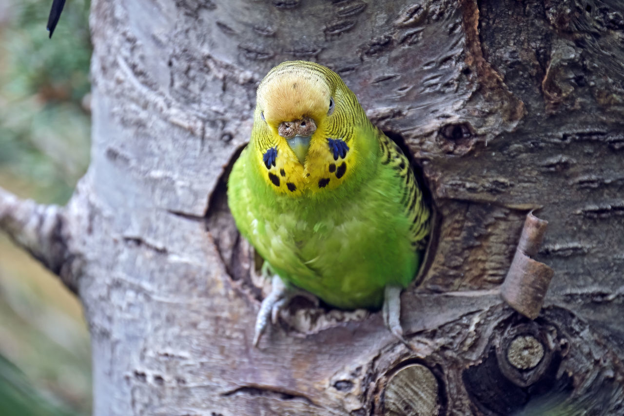 CLOSE-UP OF PARROT PERCHING ON WOOD