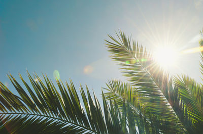 Low angle view of sunlight streaming through palm tree