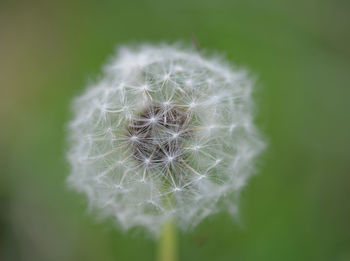 Close-up of dandelion flower