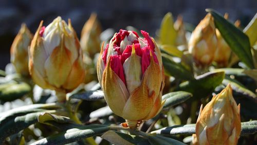 Close-up of red rhododendron flowering plant