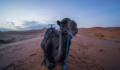 Camel in desert against sky