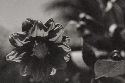 Close-up of flowers