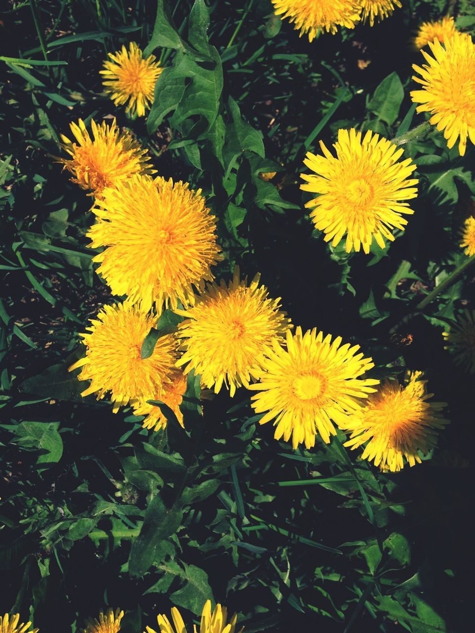 flower, yellow, freshness, fragility, petal, flower head, growth, beauty in nature, plant, blooming, sunflower, nature, pollen, close-up, in bloom, high angle view, leaf, field, outdoors, day