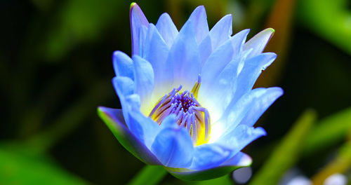 Close-up of insect on purple flower