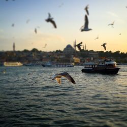 Birds flying over river against sky in city during sunset