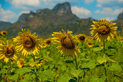 Close-up of sunflower on field against sky