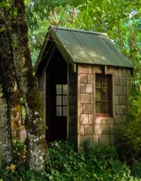 Abandoned house amidst trees and plants in forest