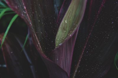 Close-up of wet purple flowering plant during rainy season