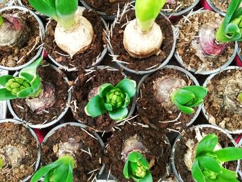 High angle view of plants