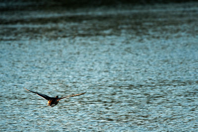 Bird flying over sea