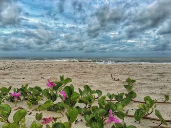 Scenic view of beach against cloudy sky