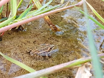 High angle view of lizard