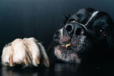 Close-up of a dog over black background