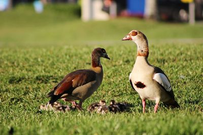 Close-up of mallard duck on field
