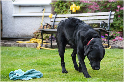 Black dog in a field