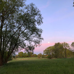 Trees on field against sky