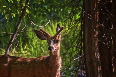 Portrait of deer in a forest