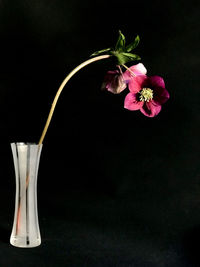 Close-up of pink flowering plant against black background