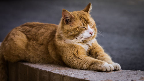 Close-up of cat relaxing on concrete wall