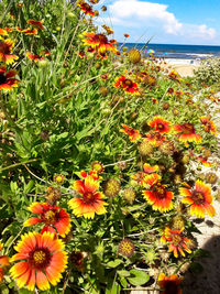 Close-up of flowering plants on field