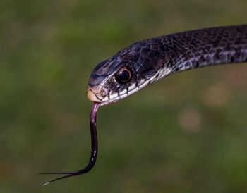 Close-up of lizard