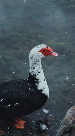 High angle view of a duck in lake