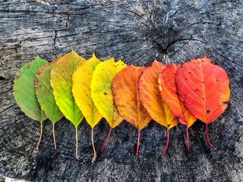 High angle view of multi colored leaves on table