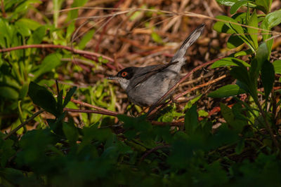 Close-up of a bird on land