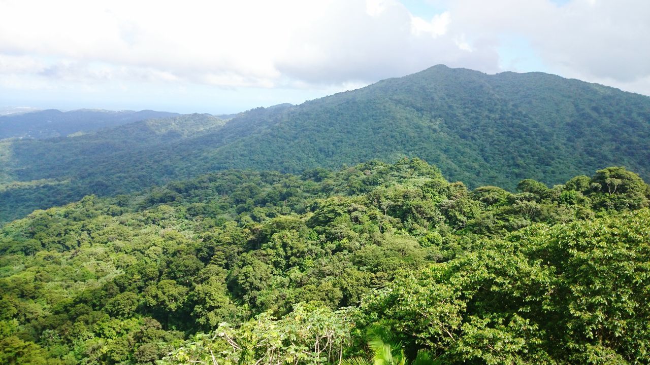 Yunque Rain Forest