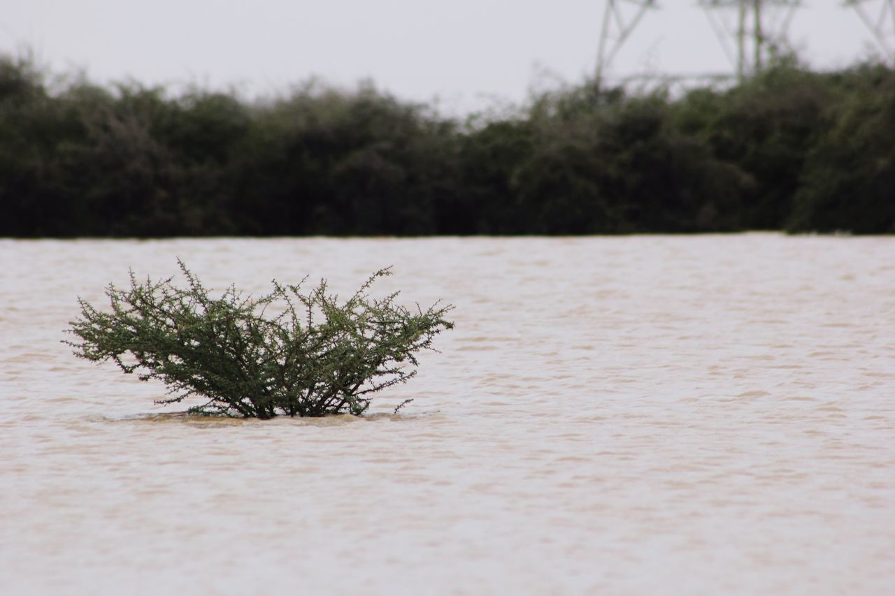 tree, nature, water, tranquility, beauty in nature, growth, day, no people, plant, tranquil scene, outdoors, sky, scenics, branch