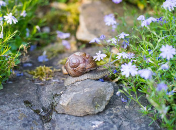 Close-up of snail on flower