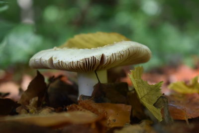 Close-up of mushrooms growing on field