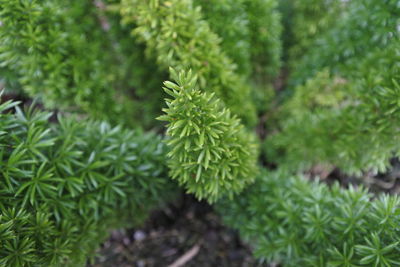 High angle view of pine tree on field