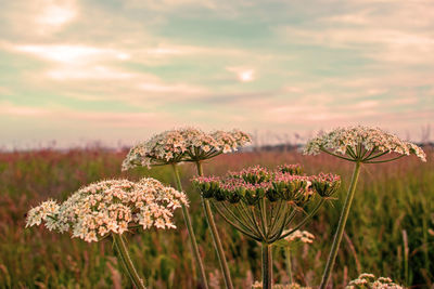 Close-up of flowering plants on field against sky