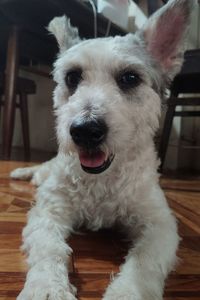 Close-up portrait of white dog at home