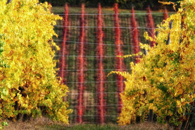 Trees and plants in park during autumn