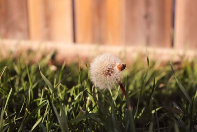 Close-up of dandelion on field