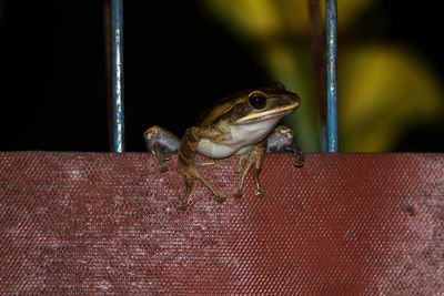 Close-up of frog on wall