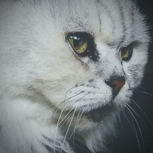 Close-up portrait of a cat