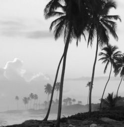 Palm trees on beach