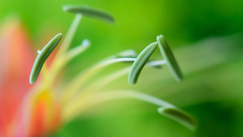 Close-up of white flowering plant